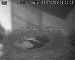 Capi_Dubne_20260725_012502.jpg