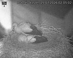 Capi_Dubne_20260725_020502.jpg