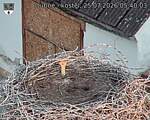 Capi_Dubne_20260725_054003.jpg