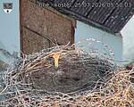 Capi_Dubne_20260725_055003.jpg