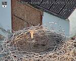 Capi_Dubne_20260725_055503.jpg