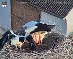 Capi_Dubne_20260725_063503.jpg