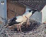 Capi_Dubne_20260725_064503.jpg