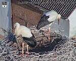 Capi_Dubne_20260725_065502.jpg