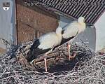 Capi_Dubne_20260725_070003.jpg