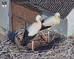 Capi_Dubne_20260725_070502.jpg