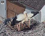Capi_Dubne_20260725_071003.jpg