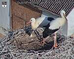 Capi_Dubne_20260725_071503.jpg