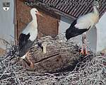 Capi_Dubne_20260725_072503.jpg