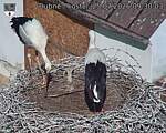 Capi_Dubne_20260725_093003.jpg