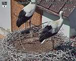 Capi_Dubne_20260725_115503.jpg