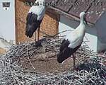 Capi_Dubne_20260725_120003.jpg