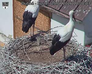 Capi_Dubne_20260725_120003.jpg (1350&nbsp;x&nbsp;1080)