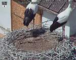 Capi_Dubne_20260725_125003.jpg