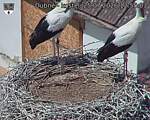 Capi_Dubne_20260725_125503.jpg