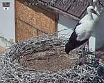 Capi_Dubne_20260725_130002.jpg