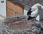 Capi_Dubne_20260725_130503.jpg