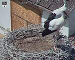 Capi_Dubne_20260725_131502.jpg
