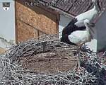 Capi_Dubne_20260725_132003.jpg
