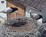 Capi_Dubne_20260725_134003.jpg