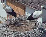 Capi_Dubne_20260725_134503.jpg