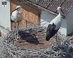 Capi_Dubne_20260725_135003.jpg