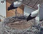 Capi_Dubne_20260725_140003.jpg