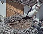 Capi_Dubne_20260725_143003.jpg