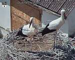 Capi_Dubne_20260725_143503.jpg