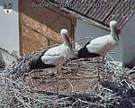 Capi_Dubne_20260725_144003.jpg