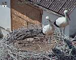 Capi_Dubne_20260725_145003.jpg