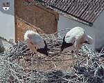 Capi_Dubne_20260725_150503.jpg