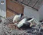 Capi_Dubne_20260725_152503.jpg