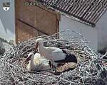 Capi_Dubne_20260725_153002.jpg