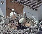Capi_Dubne_20260725_154002.jpg