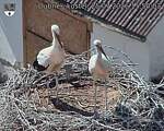 Capi_Dubne_20260725_155003.jpg