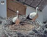 Capi_Dubne_20260725_160503.jpg
