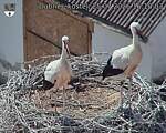 Capi_Dubne_20260725_161003.jpg