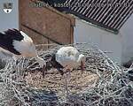 Capi_Dubne_20260725_164503.jpg