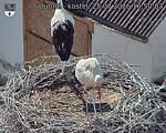 Capi_Dubne_20260725_165003.jpg