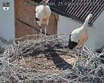 Capi_Dubne_20260725_170502.jpg