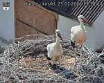 Capi_Dubne_20260725_171003.jpg