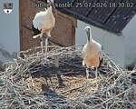 Capi_Dubne_20260725_183002.jpg