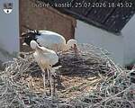 Capi_Dubne_20260725_184502.jpg