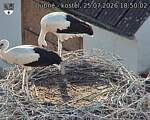 Capi_Dubne_20260725_185002.jpg