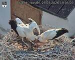 Capi_Dubne_20260725_190503.jpg