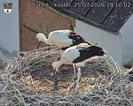 Capi_Dubne_20260725_191002.jpg