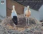 Capi_Dubne_20260725_193003.jpg