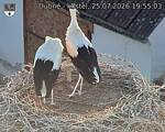 Capi_Dubne_20260725_195503.jpg