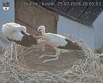 Capi_Dubne_20260725_200503.jpg